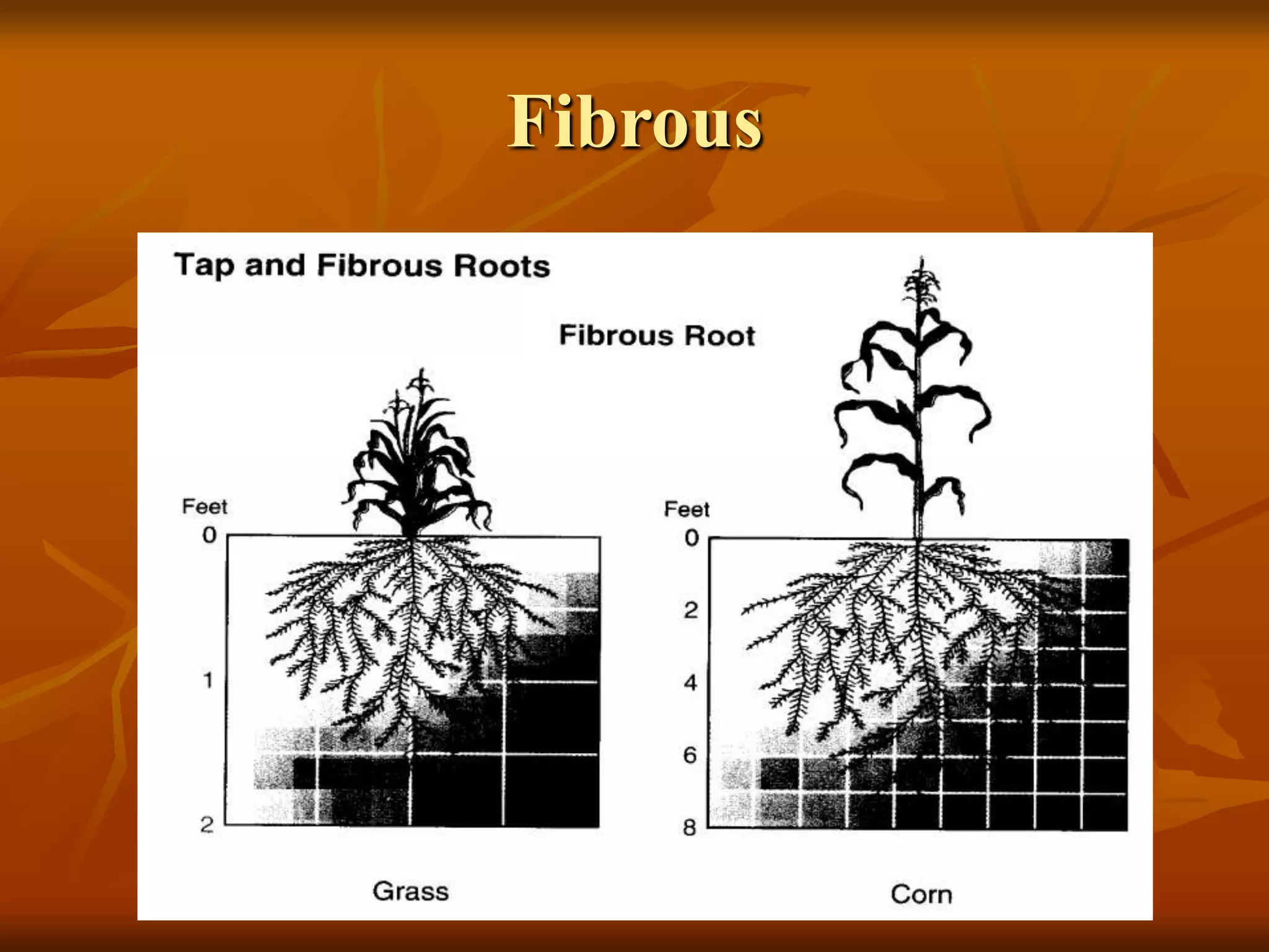 Fibrous
 