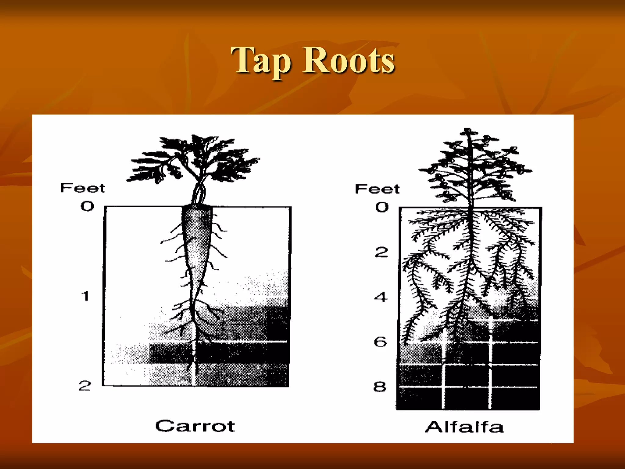 Tap Roots
 