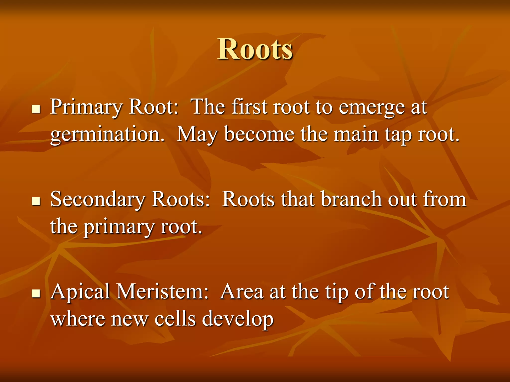 Roots
 Primary Root: The first root to emerge at
germination. May become the main tap root.
 Secondary Roots: Roots that branch out from
the primary root.
 Apical Meristem: Area at the tip of the root
where new cells develop
 