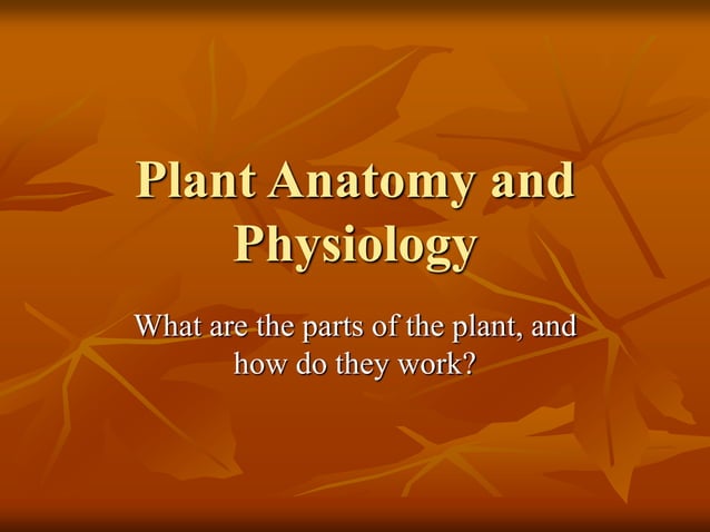 Plant Structure and Function.ppt