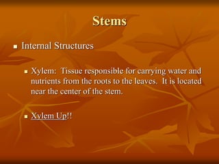 Plant Structure and Function.ppt