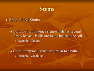 Plant Structure and Function.ppt