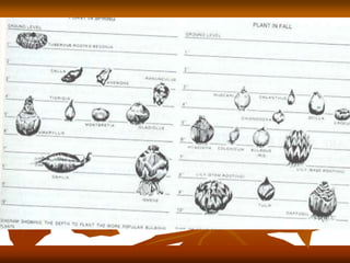 Plant Structure and Function.ppt