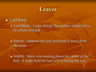 Plant Structure and Function.ppt