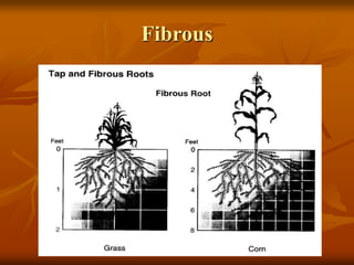 Plant Structure and Function.ppt