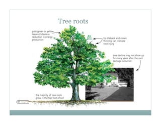 Plant Structure and Function (PDF).pdf