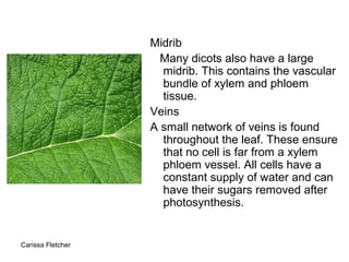 Plant structure and growth | PPT