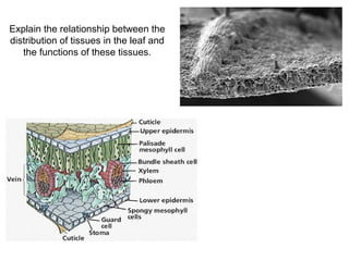 Plant structure and growth | PPT