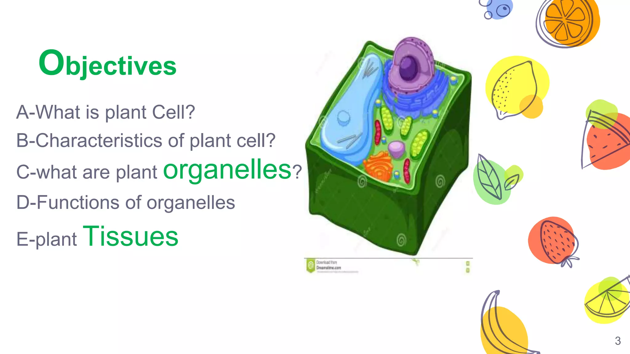 Plant structure and tissue | PPTX
