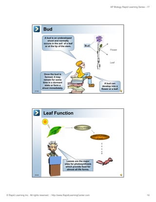 Plant structure ap bio | PDF