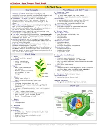AP Biology - Core Concept Cheat Sheet

17: Plant Form
Key Concepts

Plant Tissue and Cell Types

• Primary Cell Wall: Cell wall of parenchyma and
meristems; Contains cellulose, hemicellulose and pectin, all
polysaccharides; Function: protection, shaping cells
• Secondary Cell Wall: Cell wall of sclerenchyma,
collenchyma and xylem; Have secondary deposits of
lignified cellulose; Provide mechanical strength to the
tissue.
• Plasmodesmata: A structure connecting two neighboring
cells for cell-cell communication.
• Pits: Holes on cell wall to allow cell-cell communication. A
pit may or may not contain a plasmodesmata.
• Fibrous root: Roots branching and re-branching, most
grass species have this type of roots
• Tap root: Main root growing downward, the primary root,
grows much larger than the secondary roots. Most of the
trees have this type of root.
• Apical Meristem: A type of embryonic tissue in plants
consisting of unspecialized meristematic cells and found
in tips of roots and shoots
• Lateral meristem: Meristem tissues found in stems or
roots for growing laterally (thicker).
• Bud: A bud is an undeveloped shoot and normally occurs in
the axil of a leaf or at the tip of the stem. Once formed, a
bud may remain for some time in a dormant condition, or it
may form a shoot immediately.

Plant Body
Root
o Usually under the ground
• Function
o Anchor plants to soil
o Absorb and transduct
nutrients
• Types
o Major types: fibrous root
and tap root
o Modified roots have various
functions such as food
storage

Leave

Stem
Root

Stem
o A stem is the part of a
plant from which shoots and buds arise.
• Function
o Structural support (leave and fruit)
o Growth through increase in diameter (girth) and
elongation
o Transport of fluids between the roots and the leaves.
• Types
o Tubers – potato, food storage
o Stolons – strawberry; Generating new plants
o Bulbs – Tulips, Onions, storage of food
o Corms – Taros, Storage of Food

Epidermal Tissue
• Epidermal Cells:
o
A single layer of cells that cover plants
o
Secrets a layer of cuticular wax for protection
• Guard Cells:
o A specialized cell on the undersurface of leaves
o A hole exists between a pair of guard cells
o Controlling gas exchange and water loss
• Trichomes/Roothairs
o Hair-like outgrowth on the surface of a plant
o Protective and absorbing nutrients
Ground Tissue
• Parenchyma Cells:
o Most abundant, thin primary wall
o Food storage,
o Photosynthesis
o Aerobic respiration
• Collenchyma cells:
o Collenchyma cells
o Thick primary wall
o Providing support for young tissue
• Sclerenchyma cells
o Rigid secondary Wall
o Dead when mature
o Support the plant
Vascular Bundle Tissue
• Xylem
o The main water-conducting tissue.
o Contains vessel elements and tracheids
o Both cell types have rigid, lignin-containing secondary
cell wall
o Both dead when mature
• Phloem
o The principal food-conducting tissue in vascular plants.
o Contains sieve cells and sieve-tube members
o These cells form tubes to conduct food
Meristem: Plant embryonic tissues
• Apical Meristem
o Located on tips of stem or root
• Lateral Meristem
o For growth and thickening of stem and root

Plant Cell

Leave
• Function
o Photosynthesis
Flowers
• Function
o Reproduction
• Structure
o An anther and a filament form a stamen, the male
reproduction organ
o Carpel is the female reproduction organ
o Sepal and pedal

RapidLearningCenter.com.com

© Rapid Learning Inc. All Rights Reserved

 