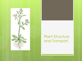 Plant Structure
and Transport
 