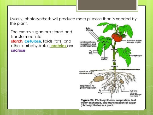 Plant structure function and transport