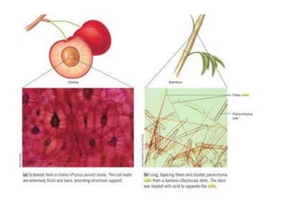 Plant structure, growth, and reproduction by Campbell Biology 7th edition