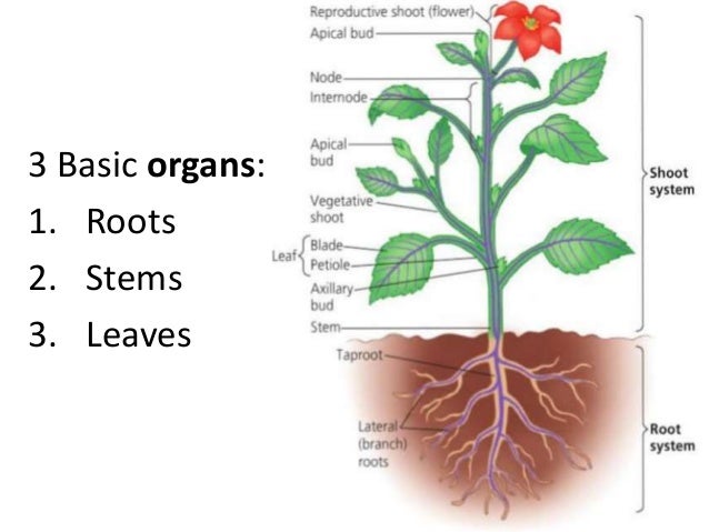 Main plant tissue: full characteristic Main plant tissue: full characteristic