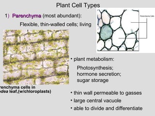 Plant Cell Types
1) ParenchymaParenchyma (most abundant):
• plant metabolism:
Photosynthesis;
hormone secretion;
sugar storage
Flexible, thin-walled cells; living
renchyma cells in
odea leaf,(w/chloroplasts) • thin wall permeable to gasses
• large central vacuole
• able to divide and differentiate
 