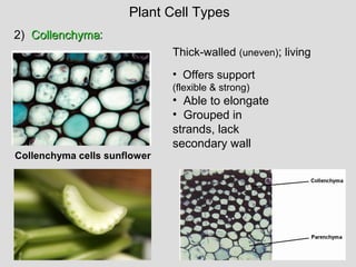 2) CollenchymaCollenchyma:
Thick-walled (uneven); living
• Offers support
(flexible & strong)
• Able to elongate
• Grouped in
strands, lack
secondary wall
Collenchyma cells sunflower
Plant Cell Types
 