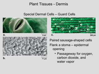 Guard cells
Stoma
Epidermal cell
Guard cells
Stomata
Epidermal cell
Guard cells
Stoma
Epidermal cell
Guard cells
Stomata
Epidermal cell
4 µm 200 µm
71 µm
a. c.
b.
Plant Tissues - Dermis
Paired sausage-shaped cells
Flank a stoma – epidermal
opening
• Passageway for oxygen,
carbon dioxide, and
water vapor
Special Dermal Cells – Guard Cells
 
