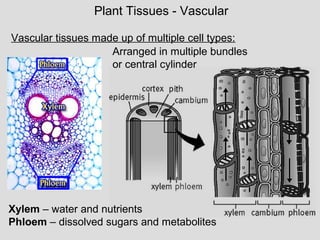 Vascular tissues made up of multiple cell types:
Plant Tissues - Vascular
Arranged in multiple bundles
or central cylinder
Xylem – water and nutrients
Phloem – dissolved sugars and metabolites
 