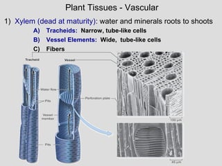 1) Xylem (dead at maturity): water and minerals roots to shoots
Plant Tissues - Vascular
A) Tracheids: Narrow, tube-like cells
B) Vessel Elements: Wide, tube-like cells
C) Fibers
 