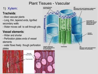 1) Xylem:
Plant Tissues - Vascular
Tracheids:
- Most vascular plants
- Long, thin, tapered ends, lignified
secondary walls
- Water moves cell to cell through pits
Vessel elements:
- Wider and shorter
- Perforation plates ends of vessel
elements
- water flows freely though perforation
plates
 