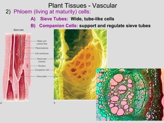 A) Sieve Tubes: Wide, tube-like cells
B) Companion Cells: support and regulate sieve tubes
2) Phloem (living at maturity) cells:
Plant Tissues - Vascular
 