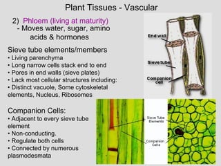 - Moves water, sugar, amino
acids & hormones
2) Phloem (living at maturity)
Plant Tissues - Vascular
Sieve tube elements/members
• Living parenchyma
• Long narrow cells stack end to end
• Pores in end walls (sieve plates)
• Lack most cellular structures including:
• Distinct vacuole, Some cytoskeletal
elements, Nucleus, Ribosomes
Companion Cells:
• Adjacent to every sieve tube
element
• Non-conducting.
• Regulate both cells
• Connected by numerous
plasmodesmata
 