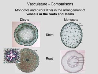 Dicots Monocots
Vasculature - Comparisons
Monocots and dicots differ in the arrangement of
vessels in the roots and stems
Root
Stem
 