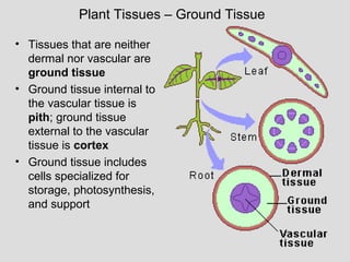 Plant Tissues – Ground Tissue
• Tissues that are neither
dermal nor vascular are
ground tissue
• Ground tissue internal to
the vascular tissue is
pith; ground tissue
external to the vascular
tissue is cortex
• Ground tissue includes
cells specialized for
storage, photosynthesis,
and support
 