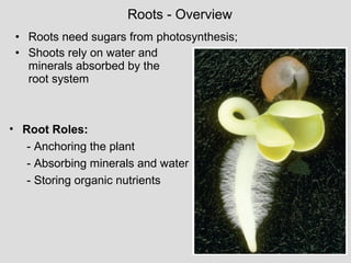 • Roots need sugars from photosynthesis;
• Shoots rely on water and
minerals absorbed by the
root system
Roots - Overview
• Root Roles:
- Anchoring the plant
- Absorbing minerals and water
- Storing organic nutrients
 