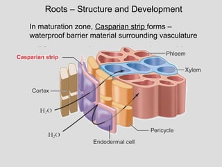 Roots – Structure and Development
In maturation zone, Casparian strip forms –
waterproof barrier material surrounding vasculature
 