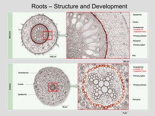 Roots – Structure and Development
1250 µm
Epidermis
Primary phloem
Primary xylem
Pith
MonocotEudicot
Endodermis
Cortex
Epidermis
Primary xylem
Pericycle
Primary phloem
48 µm
385 µm
8 µm
Endodermis
Location of
Casparian strip
Endodermis
Location of
Casparian strip
Cortex
Pericycle
 
