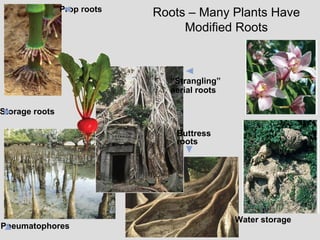 Prop roots
“Strangling”
aerial roots
Storage roots
Buttress
roots
Pneumatophores
Roots – Many Plants Have
Modified Roots
Water storage
 