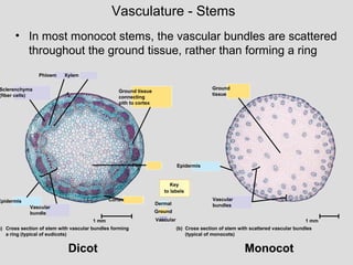 Phloem Xylem
Sclerenchyma
(fiber cells)
Ground tissue
connecting
pith to cortex
Pith
Cortex
1 mm
Epidermis
Vascular
bundle
Cross section of stem with vascular bundles forming
a ring (typical of eudicots)
a)
Key
to labels
Dermal
Ground
Vascular
Cross section of stem with scattered vascular bundles
(typical of monocots)
(b)
1 mm
Epidermis
Vascular
bundles
Ground
tissue
• In most monocot stems, the vascular bundles are scattered
throughout the ground tissue, rather than forming a ring
Vasculature - Stems
Dicot Monocot
 