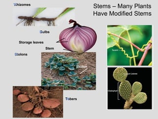 Rhizomes
Bulbs
Storage leaves
Stem
Stolons
Stolon
Tubers
Stems – Many Plants
Have Modified Stems
 