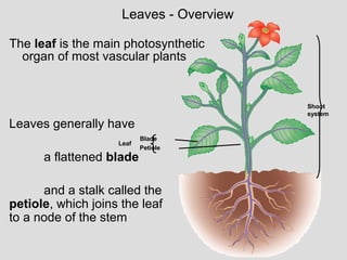 The leaf is the main photosynthetic
organ of most vascular plants
Leaves - Overview
Shoot
system
Leaf
Blade
Petiole
Leaves generally have
a flattened blade
and a stalk called the
petiole, which joins the leaf
to a node of the stem
 