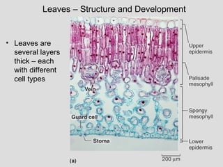 Leaves – Structure and Development
• Leaves are
several layers
thick – each
with different
cell types
 