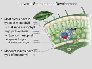 Leaves – Structure and Development
• Most dicots have 2
types of mesophyll
– Palisade mesophyll
high photosynthesis
– Spongy mesophyll
air spaces for gas
& water exchange
• Monocot leaves have 1
type of mesophyll
 