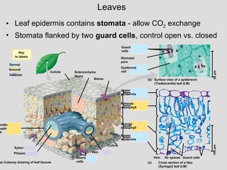 Leaves
• Leaf epidermis contains stomata - allow CO2 exchange
• Stomata flanked by two guard cells, control open vs. closed
Key
to labels
Dermal
Ground
Vascular
Cuticle Sclerenchyma
fibers
Stoma
undle-
heath
ll
Xylem
Phloem
a) Cutaway drawing of leaf tissues
Guard
cells
Vein
Cuticle
Lower
epidermis
Spongy
mesophyll
Palisade
mesophyll
Upper
epidermis
Guard
cells
Stomatal
pore
Surface view of a spiderwort
(Tradescantia) leaf (LM)
Epidermal
cell
(b)
50µm100µm
Vein Air spaces Guard cells
Cross section of a lilac
(Syringa)) leaf (LM)
(c)
 
