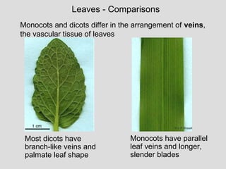 Most dicots have
branch-like veins and
palmate leaf shape
Monocots have parallel
leaf veins and longer,
slender blades
Leaves - Comparisons
Monocots and dicots differ in the arrangement of veins,
the vascular tissue of leaves
 