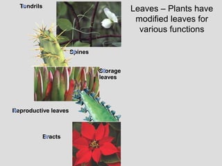 Tendrils
Spines
Storage
leaves
Reproductive leaves
Bracts
Leaves – Plants have
modified leaves for
various functions
 