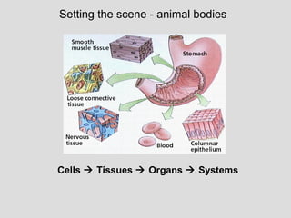 Setting the scene - animal bodies
Cells  Tissues  Organs  Systems
 