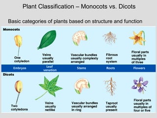 Plant Classification – Monocots vs. Dicots
Basic categories of plants based on structure and function
 
