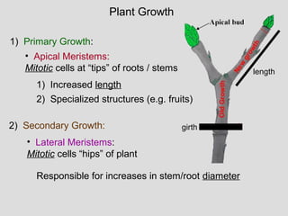 1) Primary Growth:
1) Increased length
2) Specialized structures (e.g. fruits)
2) Secondary Growth:
Responsible for increases in stem/root diameter
• Apical Meristems:
Mitotic cells at “tips” of roots / stems
• Lateral Meristems:
Mitotic cells “hips” of plant
Plant Growth
girth
length
 