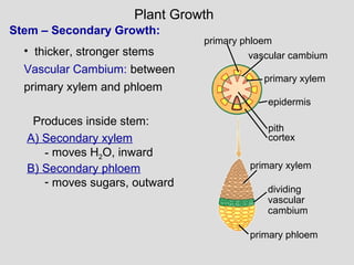 Stem – Secondary Growth:
• thicker, stronger stems
Vascular Cambium: between
primary xylem and phloem
primary phloem
vascular cambium
primary xylem
epidermis
cortex
pith
primary xylem
primary phloem
dividing
vascular
cambium
Plant Growth
Produces inside stem:
A) Secondary xylem
- moves H2O, inward
B) Secondary phloem
- moves sugars, outward
 