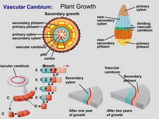 Plant Growth
primary
phloem
dividing
vascular
cambium
new
secondary
xylem
new
secondary
phloem
primary
xylem
secondary phloem
primary phloem
vascular cambium
primary xylem
secondary xylem
pith
cortex
Secondary growth
Vascular Cambium:
Vascular cambium Growth
Secondary
xylem
After one year
of growth
After two years
of growth
Secondary
phloem
Vascular
cambium
X X
X X
X
X
P P
P
P
C
C
C
C
C
C
C C
C
C
C
C
C
 