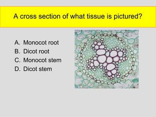 A cross section of what tissue is pictured?
A. Monocot root
B. Dicot root
C. Monocot stem
D. Dicot stem
 