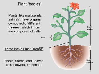 Plant “bodies”
Three Basic Plant Organs:
Roots, Stems, and Leaves
(also flowers, branches)
Plants, like multicellular
animals, have organs
composed of different
tissues, which in turn
are composed of cells
Shoot
system
Leaf
Stem
Root
system
 