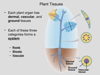 • Each plant organ has
dermal, vascular, and
ground tissues
• Each of these three
categories forms a
system
– Roots
– Shoots
– Vascular
Plant Tissues
Dermal
tissue
Ground
tissue Vascular
tissue
 