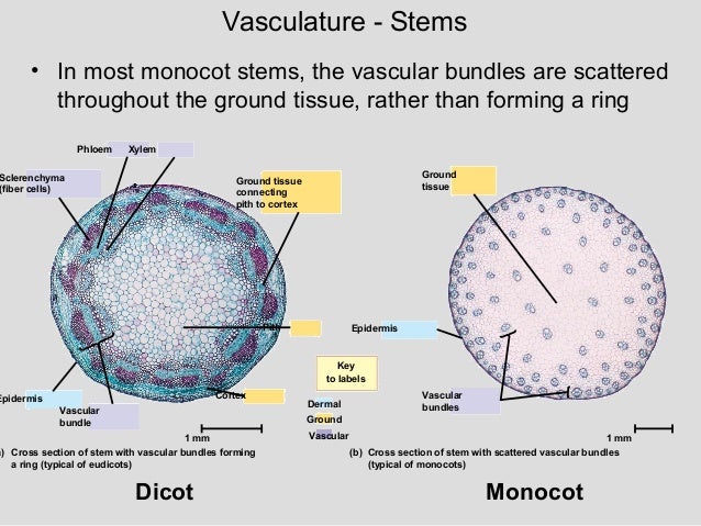 Plant structure, growth development